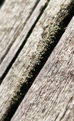 Hypocenomyce scalaris