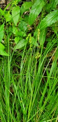 Carex vulpinoidea