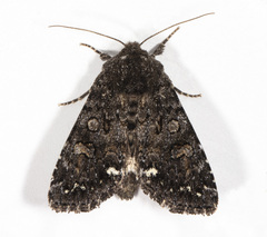 Melanchra assimilis