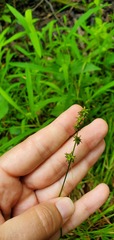 Carex rosea