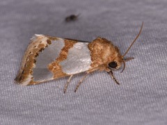 Schinia chrysellus