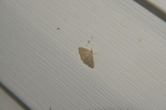 Pyraustinae