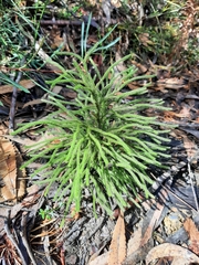 Lycopodium deuterodensum