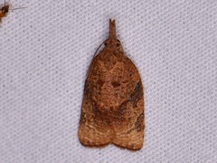 Platynota flavedana