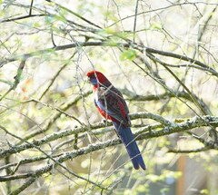 Platycercus elegans elegans