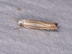 Polyhymno luteostrigella