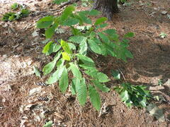 Castanea dentata