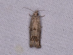 Pelochrista consobrinana