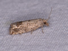 Pelochrista consobrinana