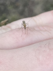 Coquillettidia perturbans