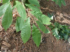 Castanea dentata