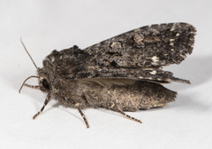 Melanchra assimilis