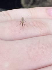 Coquillettidia perturbans