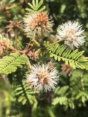 Mimosa aculeaticarpa