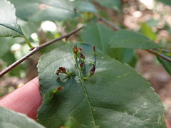 Eriophyes cerasicrumena