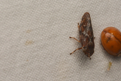 Aphrophora