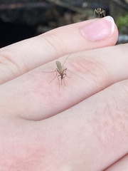 Coquillettidia perturbans