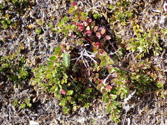 Vaccinioideae