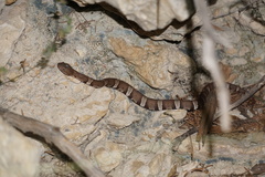 Agkistrodon laticinctus