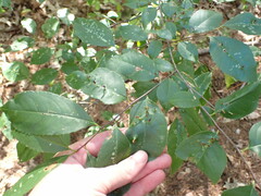 Eriophyes cerasicrumena