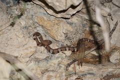 Agkistrodon laticinctus