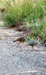 Alectoris chukar