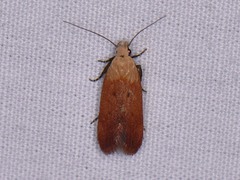 Anacampsis fullonella