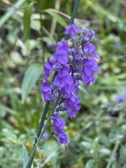 Matthiola incana