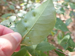Eriophyes cerasicrumena