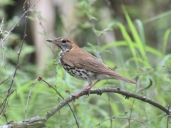 Hylocichla mustelina