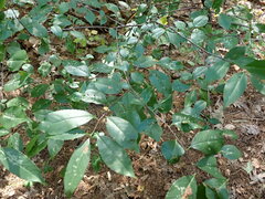 Eriophyes cerasicrumena