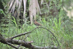 Hylocichla mustelina