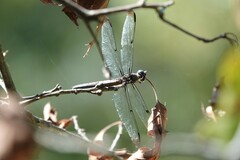 Libellula vibrans