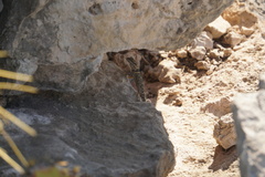 Sceloporus poinsettii