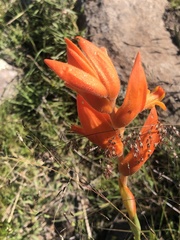 Dichromanthus aurantiacus