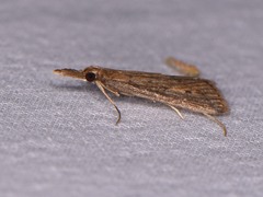 Donacaula