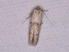 Hypatopa punctiferella