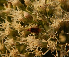 Harmostes fraterculus