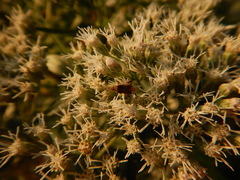 Harmostes fraterculus