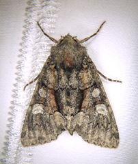 Fishia illocata