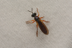 Dioctria henshawi