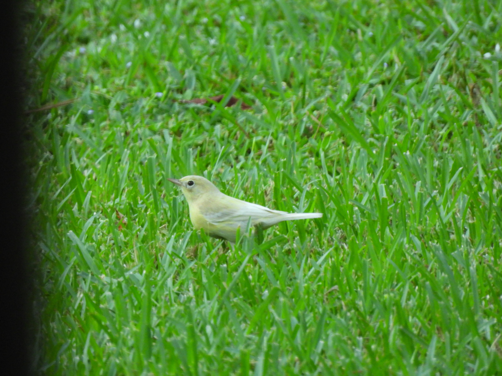 Pine Warbler (Setophaga pinus)