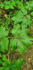 Podophyllum peltatum