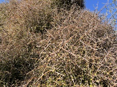 Coprosma crassifolia