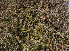 Coprosma crassifolia