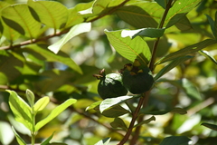 Psidium