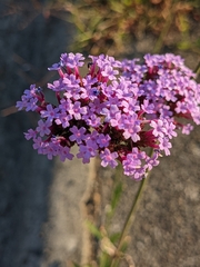 Verbena bonariensis