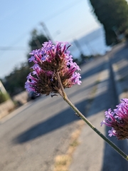 Verbena bonariensis