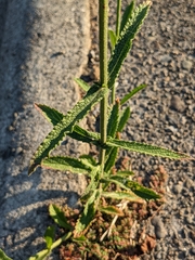 Verbena bonariensis
