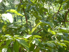 Vaccinium corymbosum